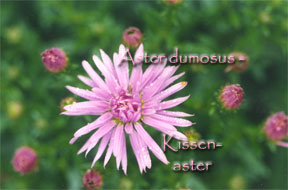 Aster-dumosus