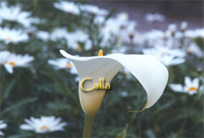 Calla