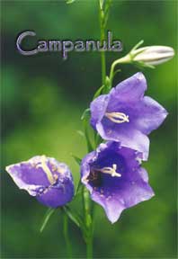 Campanula