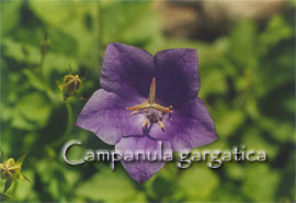 Campanula gargatica