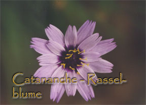 Catananche