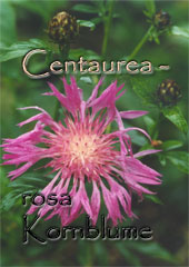 Centaurea