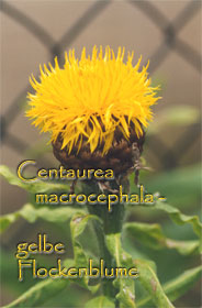 Centaurea macrocephala