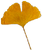 Gingko biloba
