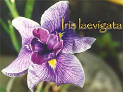 Iris laevigata