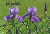 Iris pallida