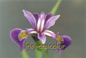 Iris versicolor