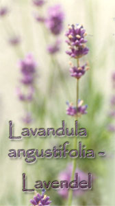 Lavandula angustifolia