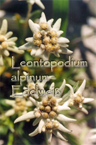 Leontopodium alpinum