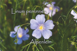 Linum perenne