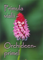 Primula vialii