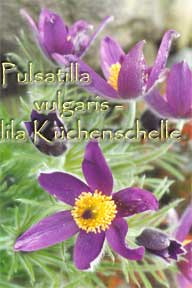 Pulsatilla vulgaris