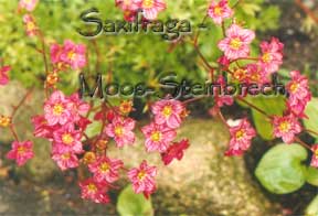 Saxifraga