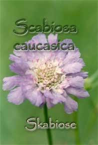 Scabiosa caucasica