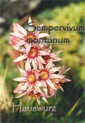 Sempervivum montanum