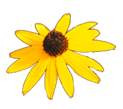 Rudbeckia sullivantii