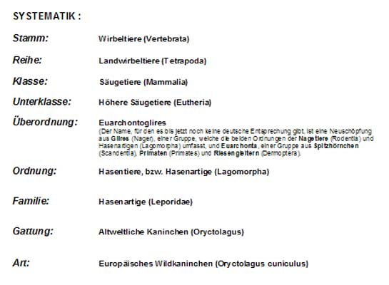 Die systematische Einordnung des Kaninchens